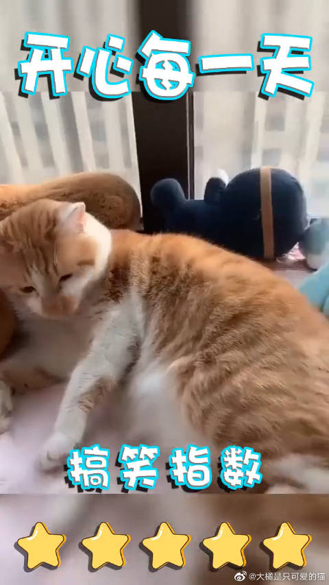 苹果版喵咪社区猫咪vip破解教程