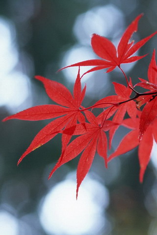 秋叶安卓版sd秋叶一键安装包