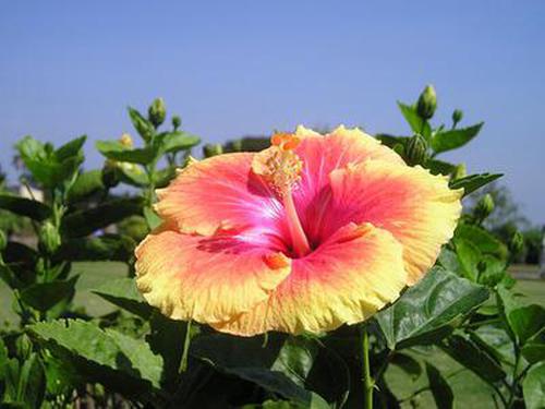 博大彩票苹果版博大彩票app有几种