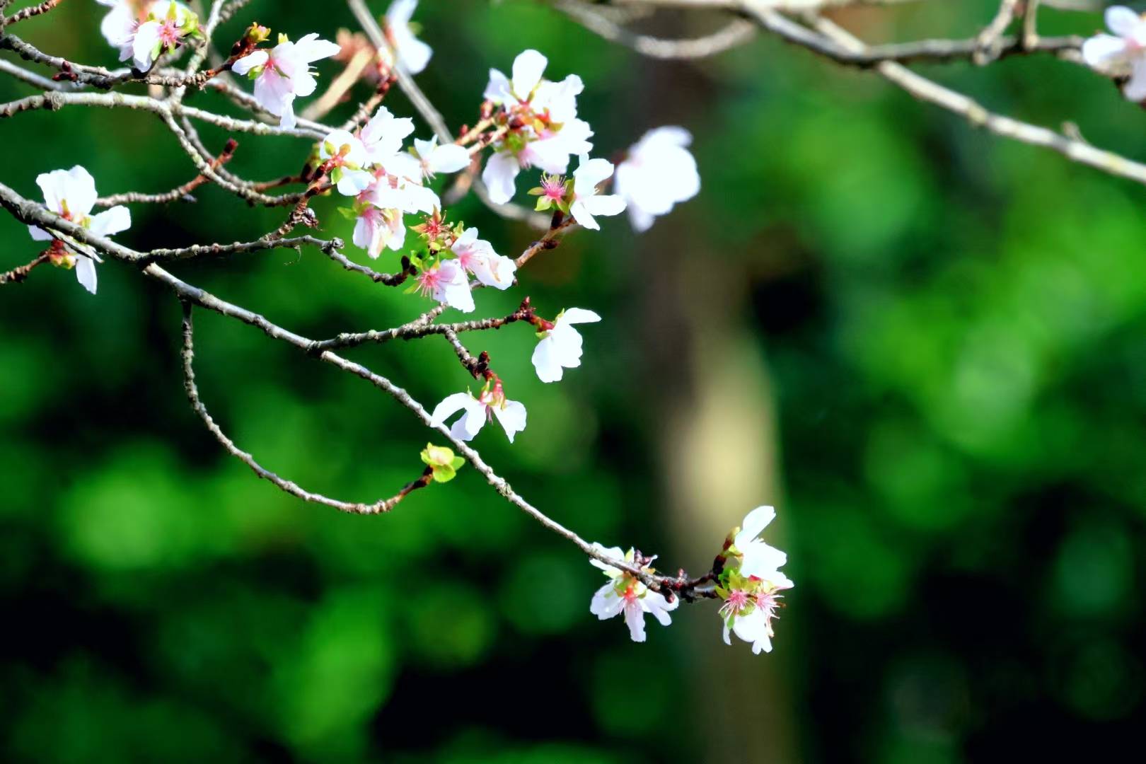 客户端樱花樱花客户端下载