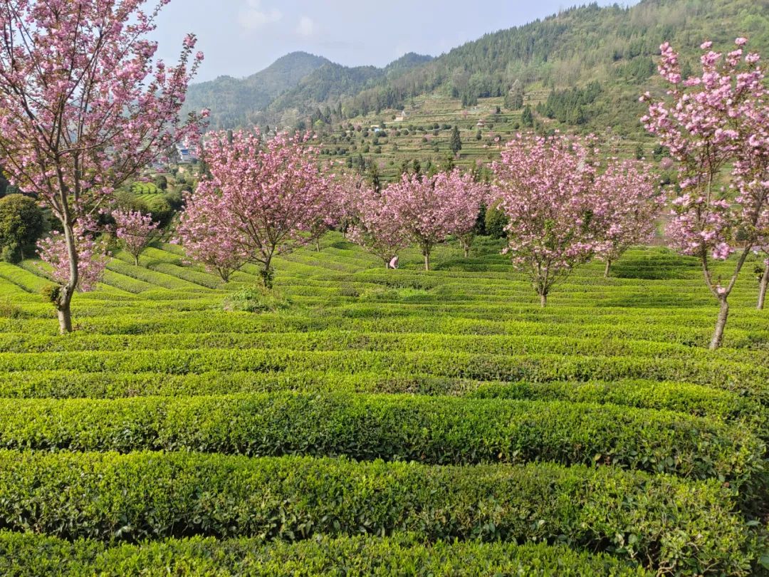 客户端樱花樱花客户端下载-第2张图片-太平洋在线下载